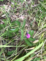Lathyrus linifolius