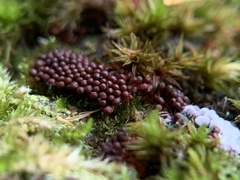 Metatrichia vesparium