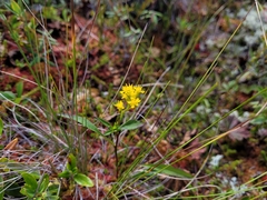 Solidago uliginosa