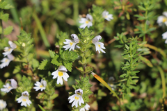 Euphrasia officinalis