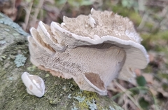Trametes gibbosa