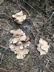 Sarcodon stereosarcinon