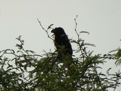 Crotophaga sulcirostris