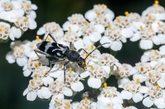 Chlorophorus figuratus