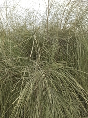 Retama monosperma