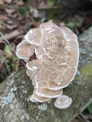 Trametes gibbosa