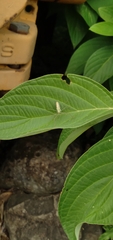 Zelus renardii