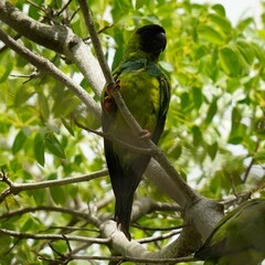 Aratinga nenday