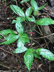 Sapindaceae