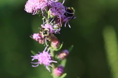 Bombus citrinus