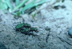 Cicindela