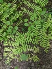 Osmunda spectabilis