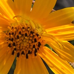Thomisidae