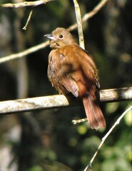 Tachyphonus coronatus