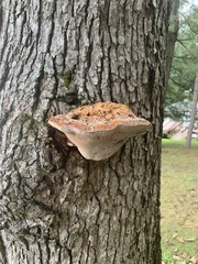 Pseudoinonotus dryadeus