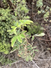 Rosa californica