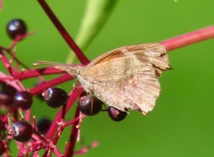 Libytheana carinenta