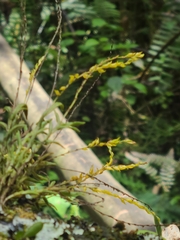 Frondaria caulescens