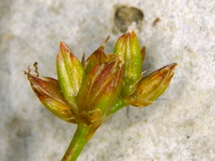 Juncus