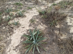 Agave vivipara