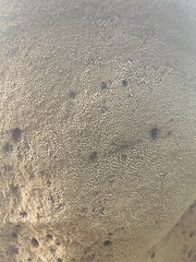 Pseudoinonotus dryadeus