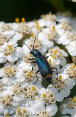 Clanoptilus elegans