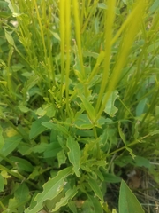 Magnoliopsida