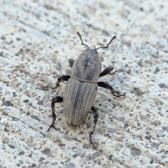Sphenophorus