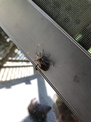 Acanthocephala terminalis