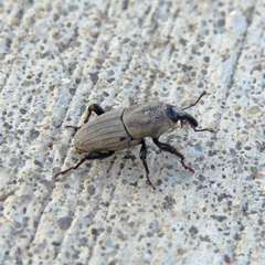 Sphenophorus