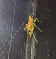 Camptonotus carolinensis