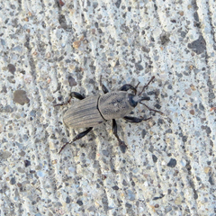 Sphenophorus