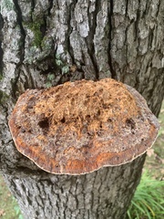 Pseudoinonotus dryadeus