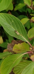 Zelus renardii