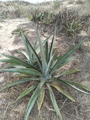 Agave vivipara