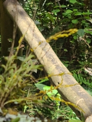 Frondaria caulescens