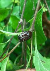 Euphoria leucographa
