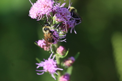 Bombus citrinus