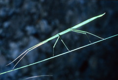 Clonopsis gallica