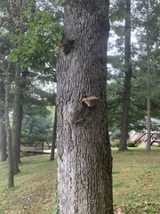 Pseudoinonotus dryadeus