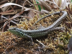 Iberolacerta monticola