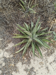 Agave vivipara