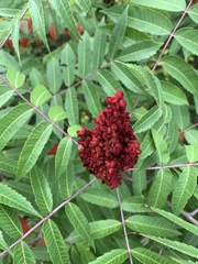 Rhus glabra