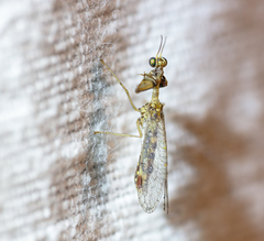 Mantispa scabricollis