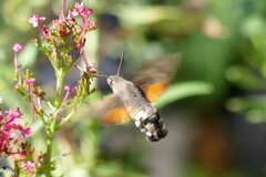 Macroglossum stellatarum