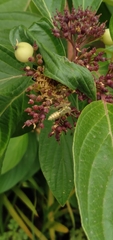 Zelus renardii
