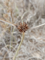 Cyperus capitatus
