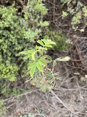 Rosa californica