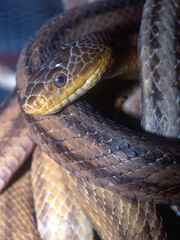 Zamenis longissimus