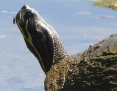 Deirochelyinae